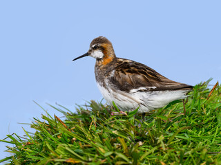 Red-necked Phalarope Perched on Grassy Mound in Natural Habitat