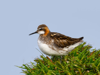 Red-necked Phalarope Perched on Grassy Mound in Natural Habitat