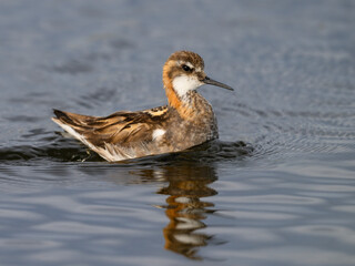 Red-Necked Phalarope Swimming in Calm Water with Reflection