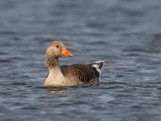 Graylag Goose Swimming in Lake Waters