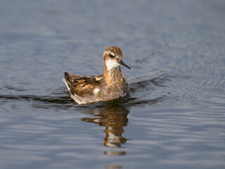 Red-Necked Phalarope Swimming in Calm Water with Reflection