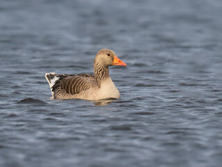 Graylag Goose Swimming in Lake Waters