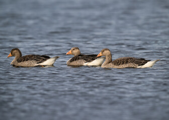 Trio of Graylag Geese Swimming in Calm Lake Waters