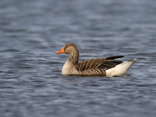 Graylag Goose Swimming on a Calm Lake