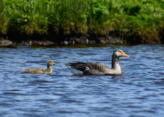 Graylag Goose with Gosling Swimming in Freshwater Pond