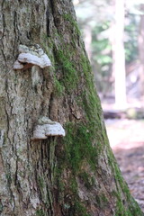 Mushrooms growing on tree trunk