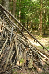Stick shelter in forest
