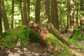 Mossy tree trunk in forest