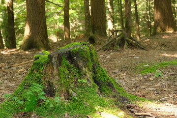 Fototapeta premium Mossy tree trunk in forest with stacked sticks