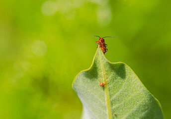 Soldier Beetle