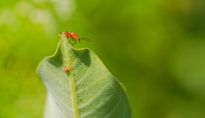 Red Milkweed Beetle On Milkweed Plant
