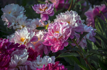 Pink peonies close-up blooming in botanical garden.