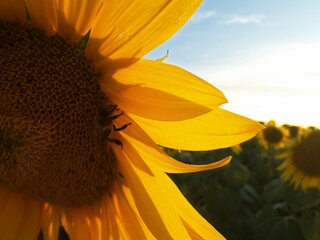 Detailed close-up of sunflower texture with a pollinating bee under sunlight.