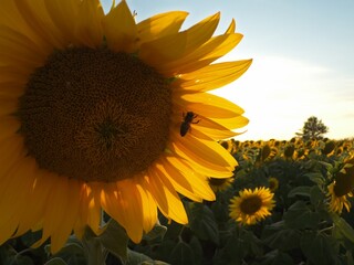Beautiful sunflower macro with a flying bee, ideal for nature, agriculture, and eco themes.