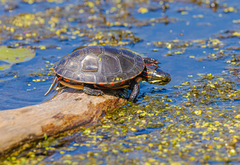 Obraz premium Painted Turtle Sitting On Log