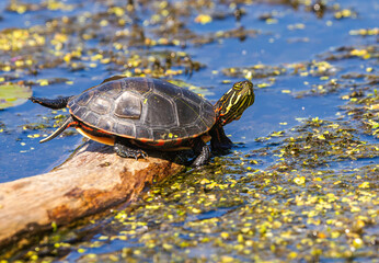 Fototapeta premium Turtle On A Log