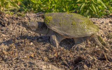 Snapping Turtle Showing Feet