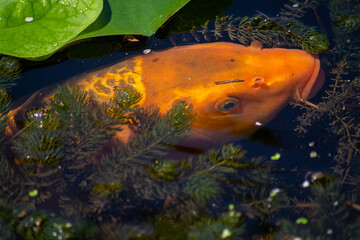 carpa koil in uno stagno a pelo d'acqua