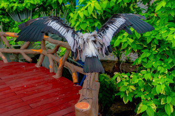 The Indian beak is a bird of the genus of American beaks of the stork family.

Bird aviary of the zoo on the island of Winperl. Nha Trang, Vietnam. 