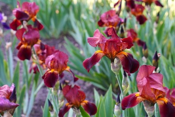 Blooming burgundy irises close-up against white background in a garden bed as a summer landscape design concept