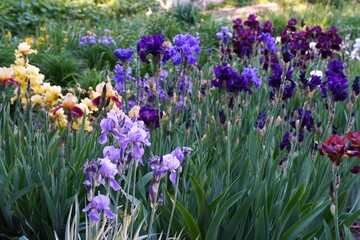 Dark purple iris flower close-up on summer flower bed background in ornamental plant nursery in summer as a landscaping concept