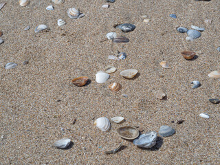 Assorted seashells on sandy beach in Zandvoort, Netherlands – perfect for coastal travel promo, summer in the Netherlands, family vacation in Europe 