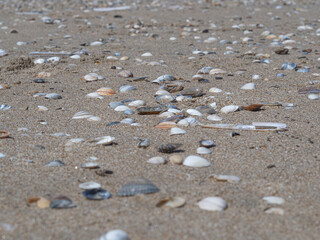 Assorted seashells on sandy beach in Zandvoort, Netherlands – perfect for coastal travel promo, summer in the Netherlands, family vacation in Europe 