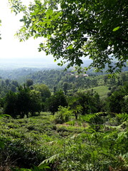 forest in the morning