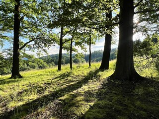 Fototapeta premium trees in the spring sun