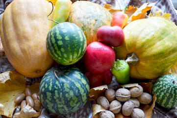 ripe gifts of autumn on a warm blanket and yellow maple leaves. pumpkins, apples, watermelons, bell...