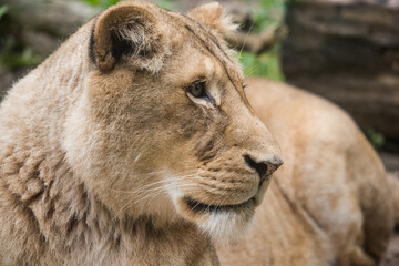 Lioness Close-up portrait, face of a female lion Panthera leo