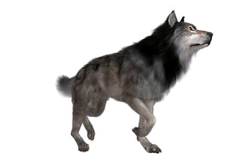 Dire Wolf Walking - The carnivorous Dire Wolf lived in North and South America during the Pleistocene and Holocene Periods.