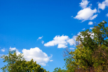 Trees in the morning in the town park