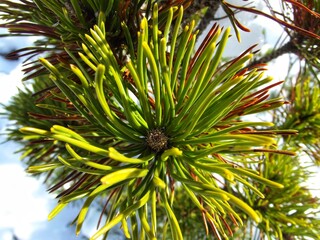 Close-up of mountain pine needles in winter