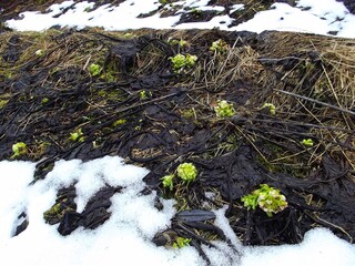 White butterbur emerging after snow