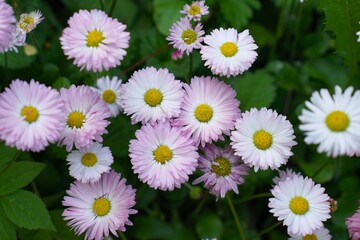 Top view of blooming pink and white daisies among green leaves in garden plot in summer