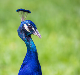 Obraz premium peacock close up