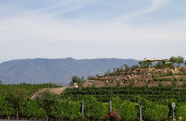 Temecula Vineyards