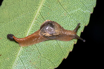 Semi-Slug with Marbled Patterns on Rainforest Foliage