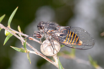 Alarm Clock Squawker Cicada on Native Australian Plant