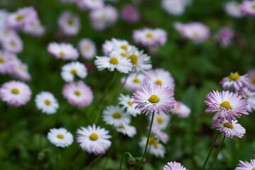 Summer flower bed with blooming white daisy flowers in the garden as a landscape design concept