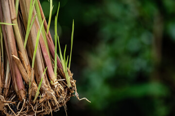 Vetiver Grass or Chrysopogon zizanioides trees on natural background.