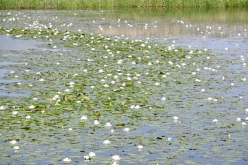 Lily Pads on the Pond