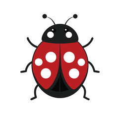 ladybug on white background ladybug-vector-on-white-background.