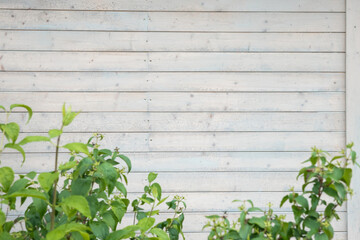 A white wooden wall with horizontal planks and subtle textures, paired with green plants and small budding flowers in the foreground.