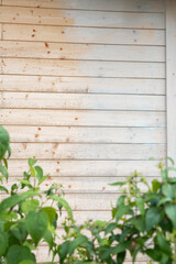 A weathered wooden wall with horizontal planks shows aging and discoloration, partially obscured by leafy green plants in the foreground.