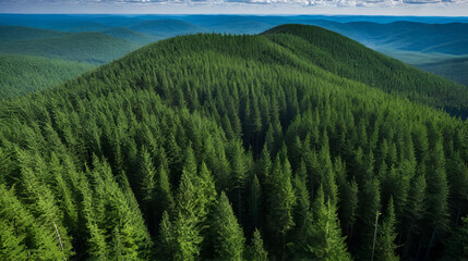 The clearcutting of a forest has a devastating impact on the environment