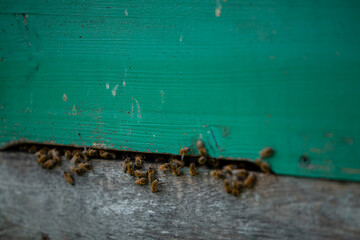 A group of bees gathers near the entrance of a wooden beehive with green paint on the upper section and natural wood on the lower section.