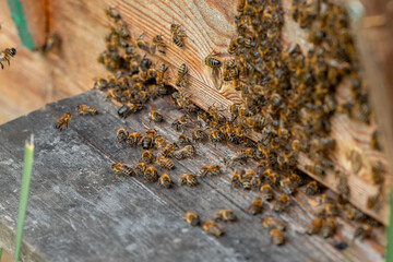 Honeybees cluster around a wooden beehive with visible wood grain patterns. A green plant stem...