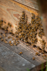 A cluster of bees gathers on a weathered wooden beehive entrance, with visible pollen traces and natural wood grain patterns in a close up view.